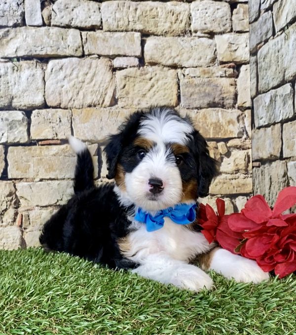 Photo of Mr. Coby the Mini-Bernedoodle puppy