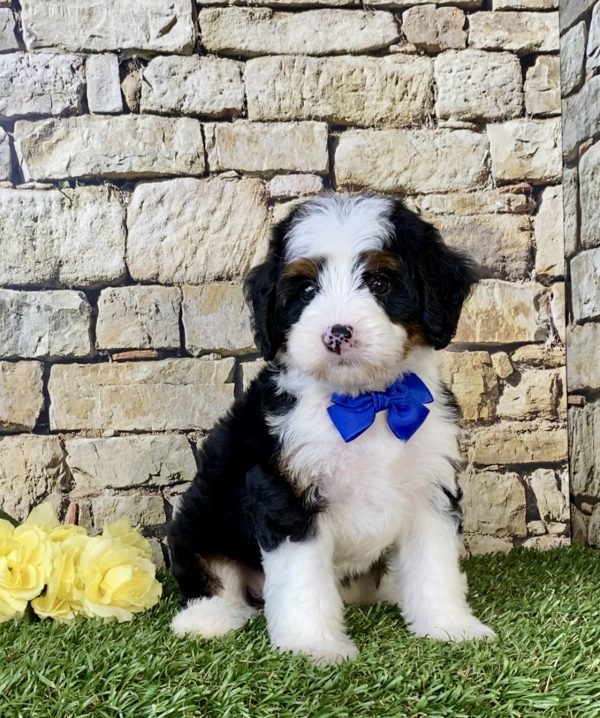 Mr. Cruz the Mini-Bernedoodle puppy