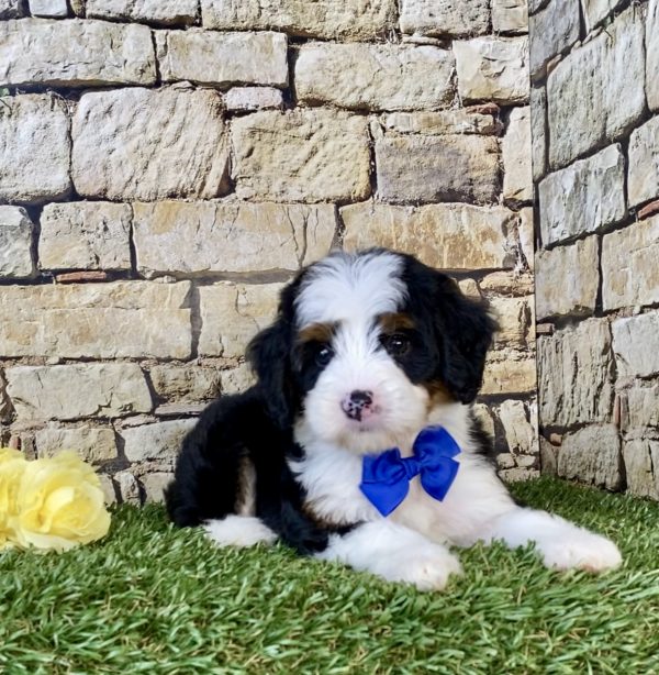 Photo of Mr. Cruz the Mini-Bernedoodle puppy