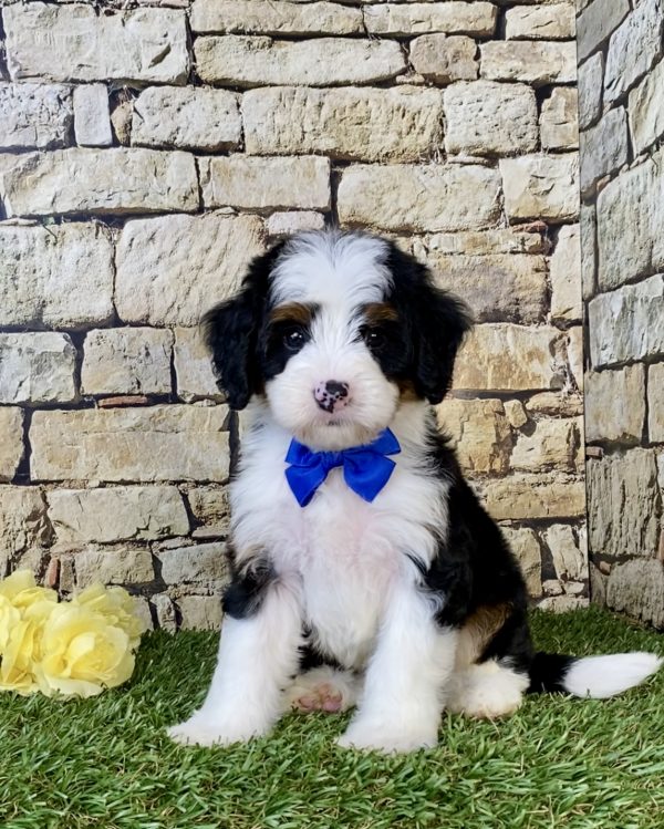 Photo of Mr. Cruz the Mini-Bernedoodle puppy
