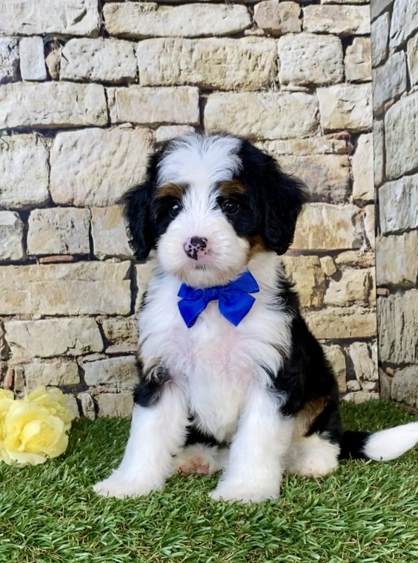 Photo of Mr. Cruz the Mini-Bernedoodle puppy