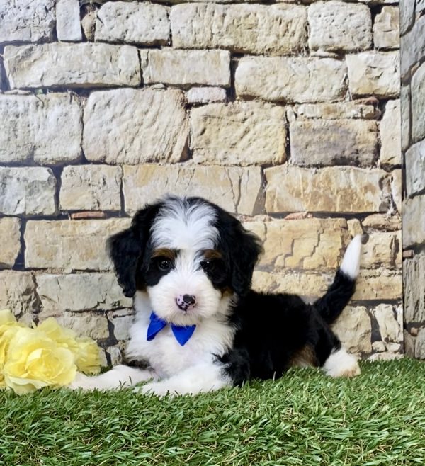 Photo of Mr. Cruz the Mini-Bernedoodle puppy