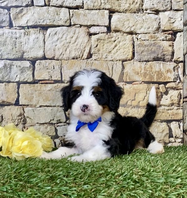 Photo of Mr. Cruz the Mini-Bernedoodle puppy