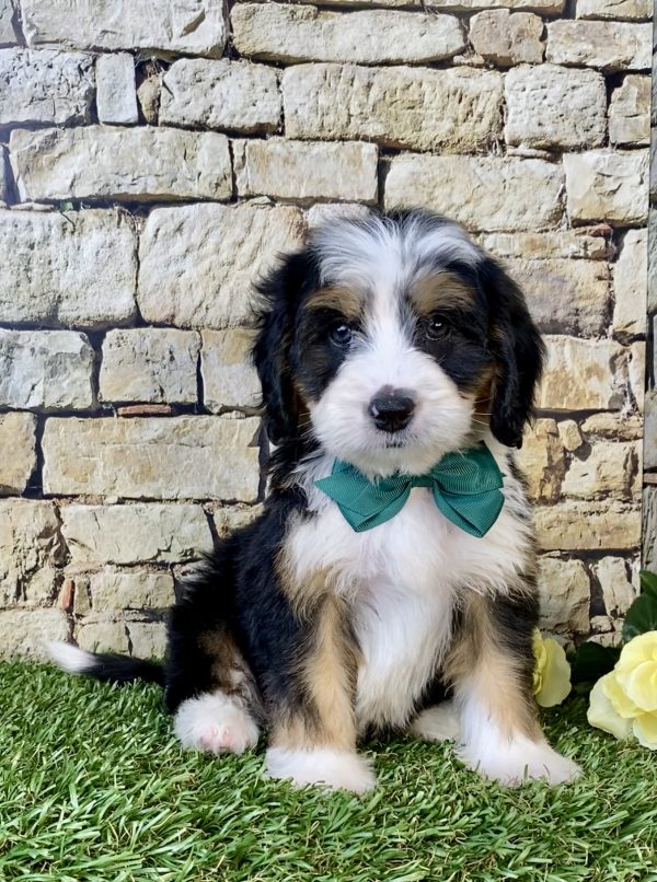 Photo of Mr. Dash the Mini-Bernedoodle puppy