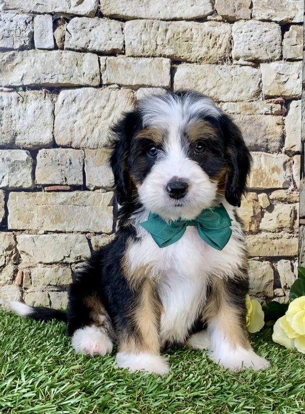 Mr. Dash the Mini-Bernedoodle puppy