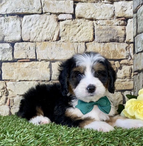Photo of Mr. Dash the Mini-Bernedoodle puppy