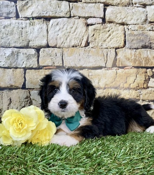 Photo of Mr. Dash the Mini-Bernedoodle puppy
