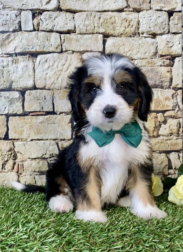 Photo of Mr. Dash the Mini-Bernedoodle puppy