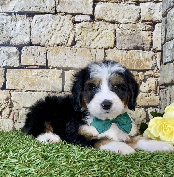Photo of Mr. Dash the Mini-Bernedoodle puppy