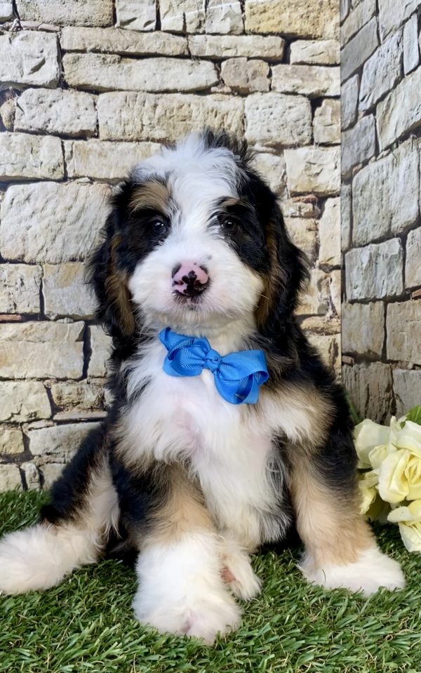 Mr. Denali the Mini-Bernedoodle puppy