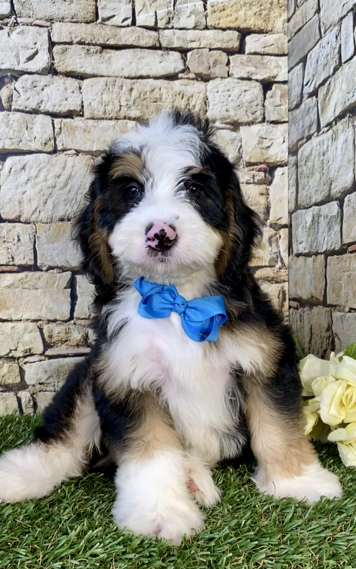 Photo of Mr. Denali the Mini-Bernedoodle puppy