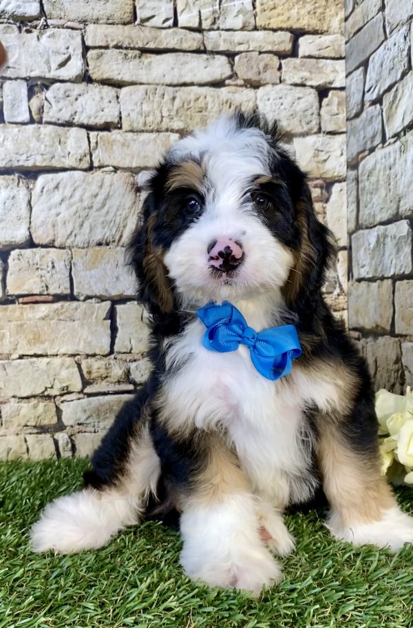 Photo of Mr. Denali the Mini-Bernedoodle puppy
