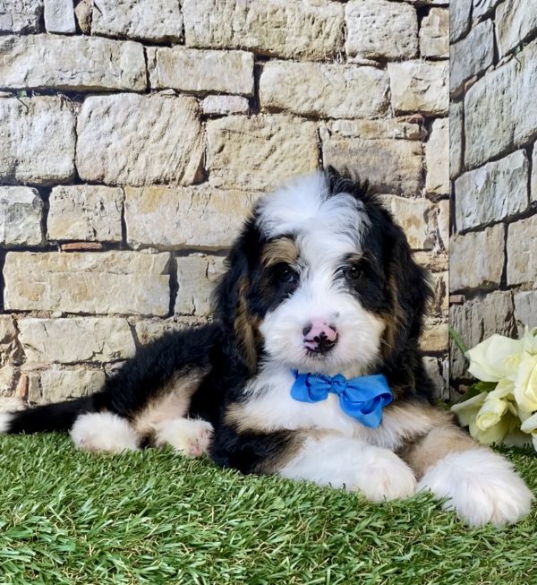Photo of Mr. Denali the Mini-Bernedoodle puppy