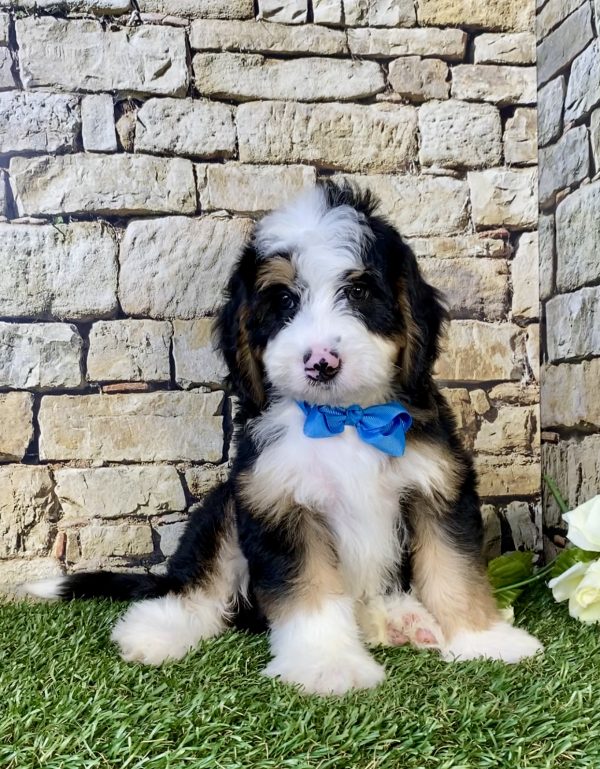 Photo of Mr. Denali the Mini-Bernedoodle puppy