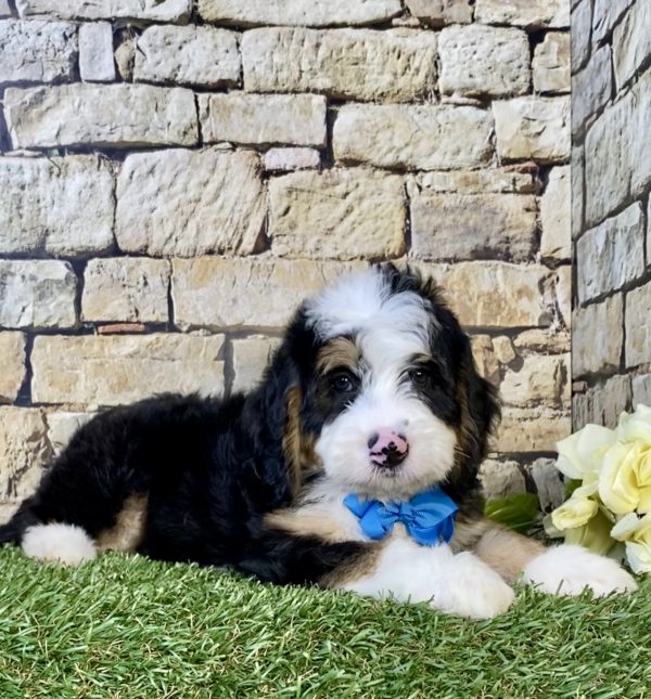 Photo of Mr. Denali the Mini-Bernedoodle puppy