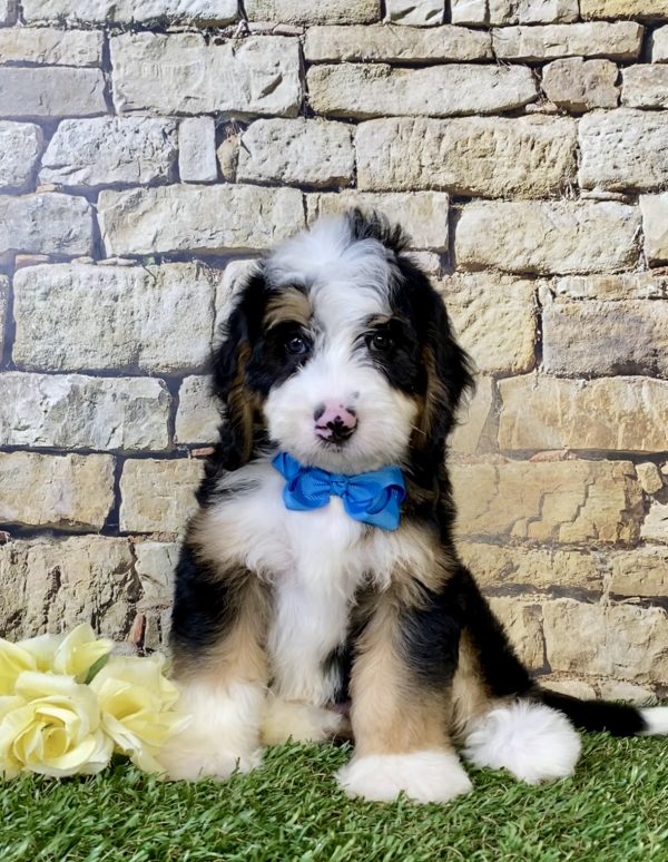 Photo of Mr. Denali the Mini-Bernedoodle puppy