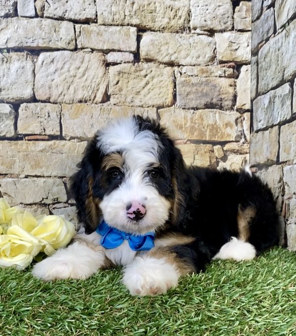 Photo of Mr. Denali the Mini-Bernedoodle puppy