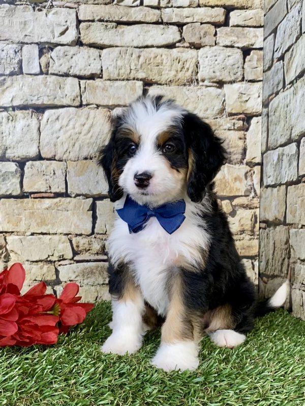 Photo of Mr. Denver the Mini-Bernedoodle puppy