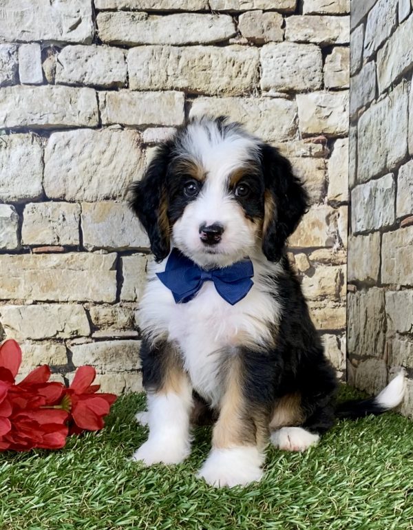 Photo of Mr. Denver the Mini-Bernedoodle puppy