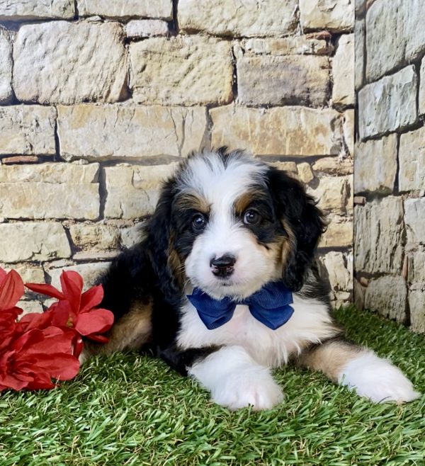 Photo of Mr. Denver the Mini-Bernedoodle puppy
