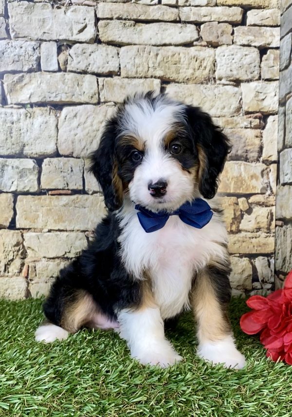 Mr. Denver the Mini-Bernedoodle puppy