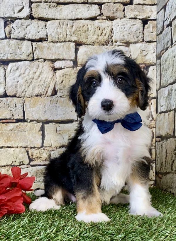 Mr. Dexter the Mini-Bernedoodle puppy