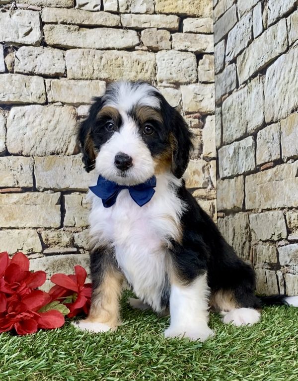 Photo of Mr. Dexter the Mini-Bernedoodle puppy