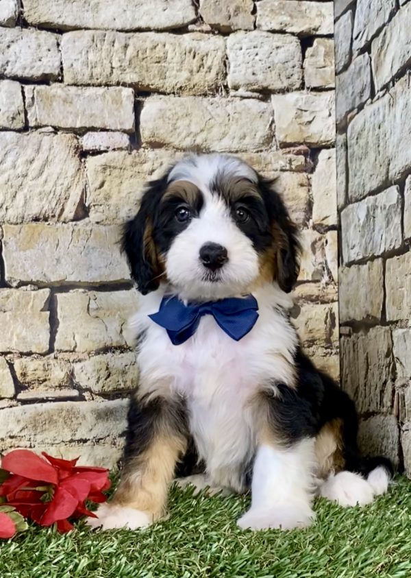 Photo of Mr. Dexter the Mini-Bernedoodle puppy