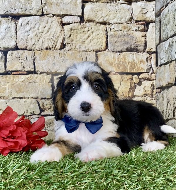 Photo of Mr. Dexter the Mini-Bernedoodle puppy