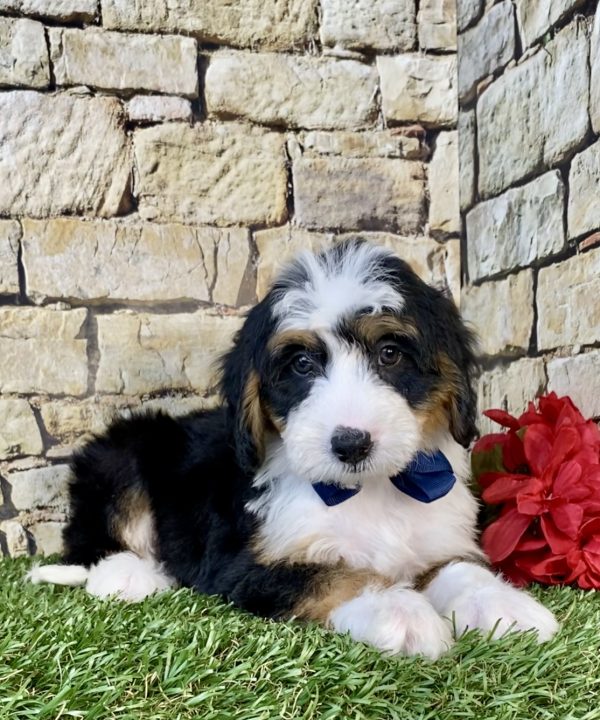 Photo of Mr. Dexter the Mini-Bernedoodle puppy