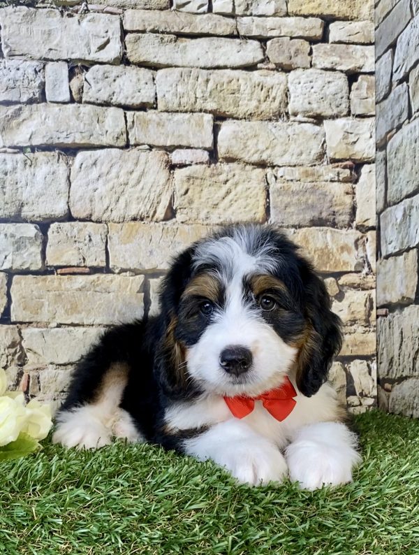 Photo of Mr. Diamond the Mini-Bernedoodle puppy