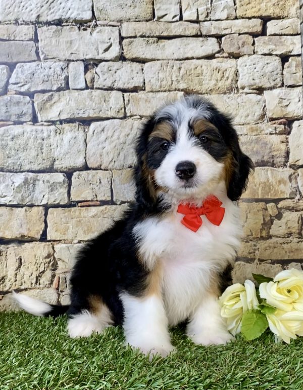 Photo of Mr. Diamond the Mini-Bernedoodle puppy