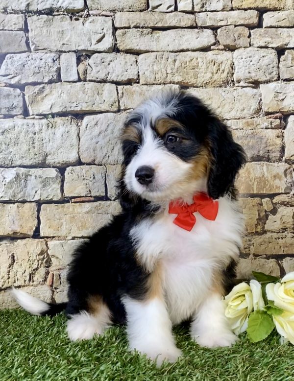 Photo of Mr. Diamond the Mini-Bernedoodle puppy