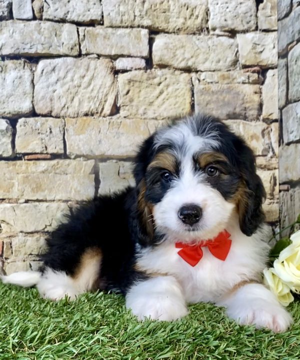 Photo of Mr. Diamond the Mini-Bernedoodle puppy
