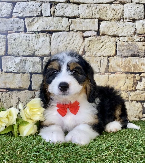 Photo of Mr. Diamond the Mini-Bernedoodle puppy