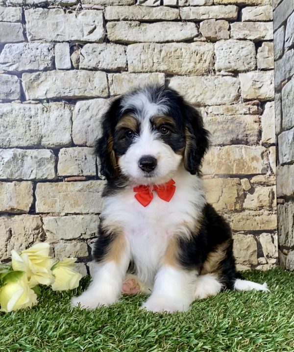 Mr. Diamond the Mini-Bernedoodle puppy