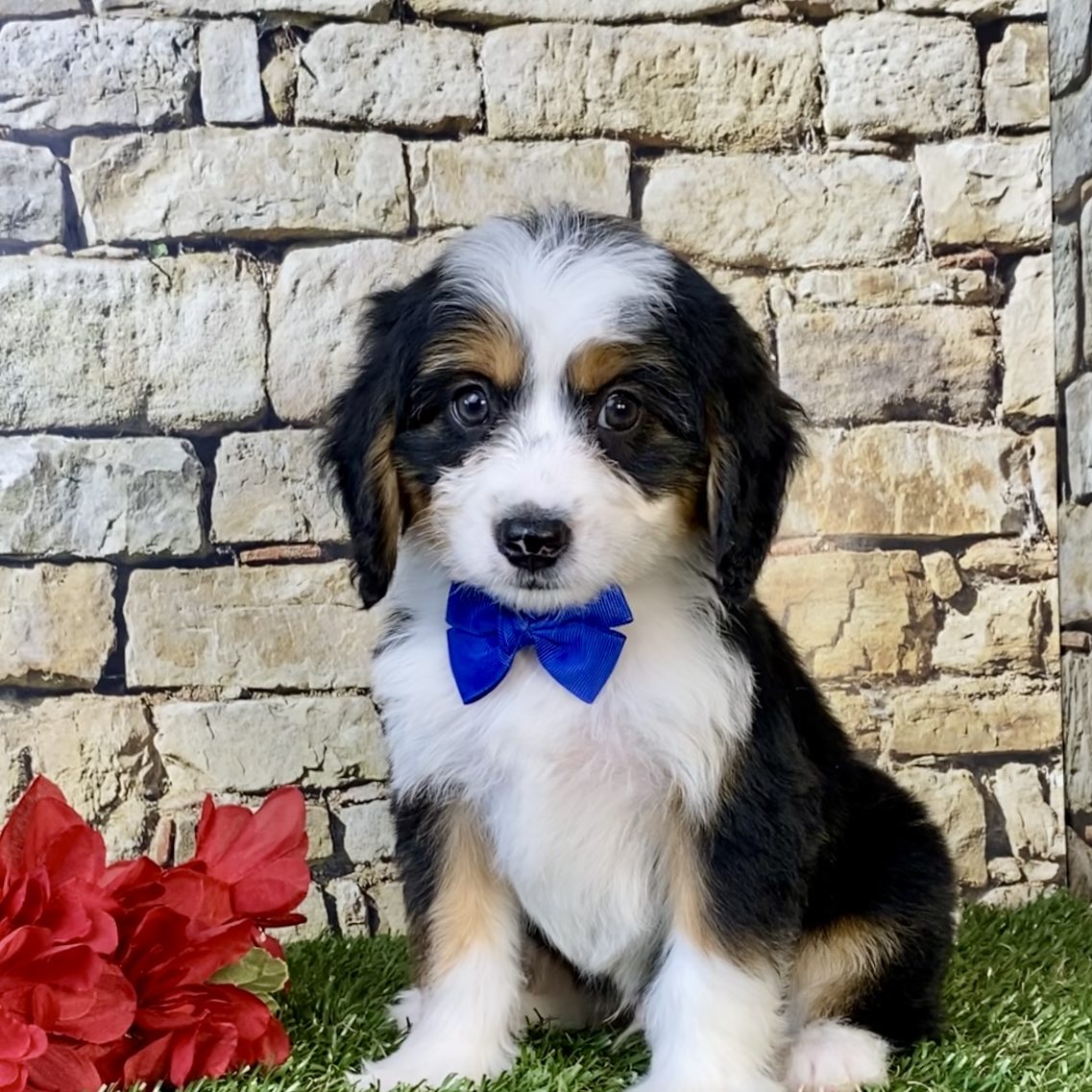 Diesel The Mini-Bernedoodle The Bernedoodles