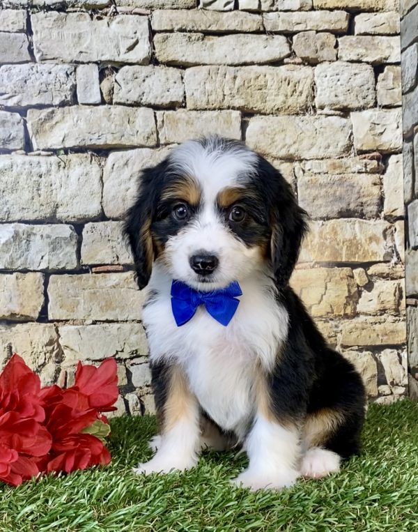 Mr. Diesel the Mini-Bernedoodle puppy