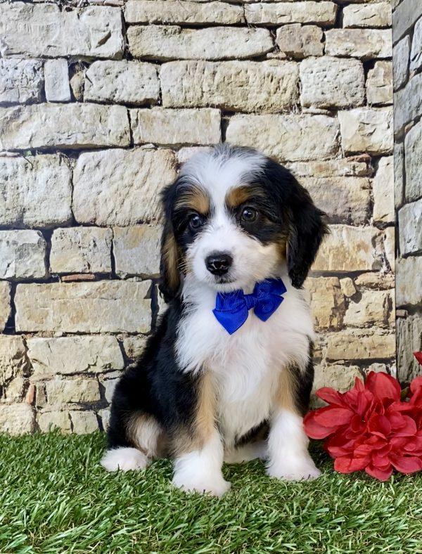 Photo of Mr. Diesel the Mini-Bernedoodle puppy