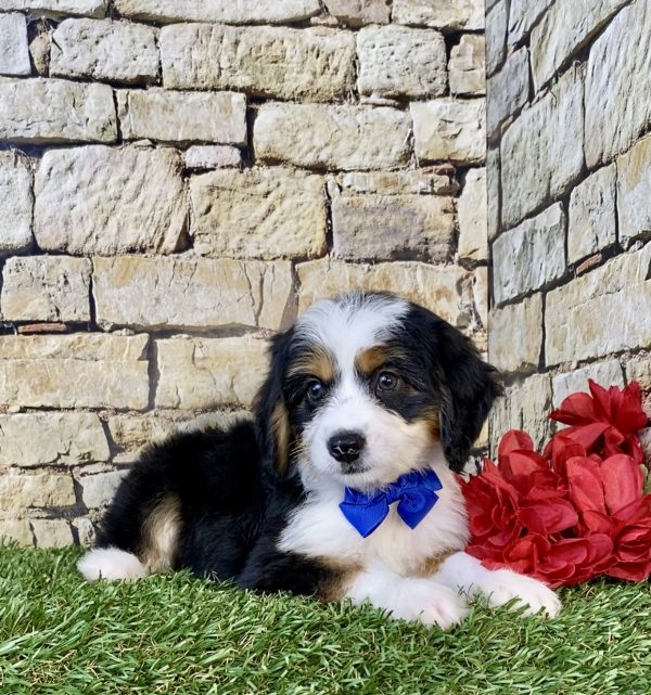 Photo of Mr. Diesel the Mini-Bernedoodle puppy