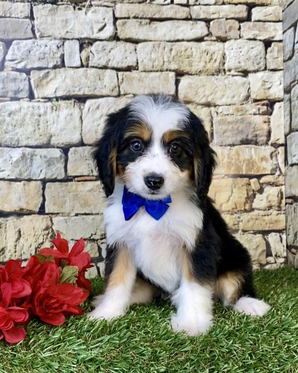 Photo of Mr. Diesel the Mini-Bernedoodle puppy