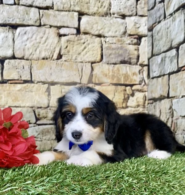 Photo of Mr. Diesel the Mini-Bernedoodle puppy