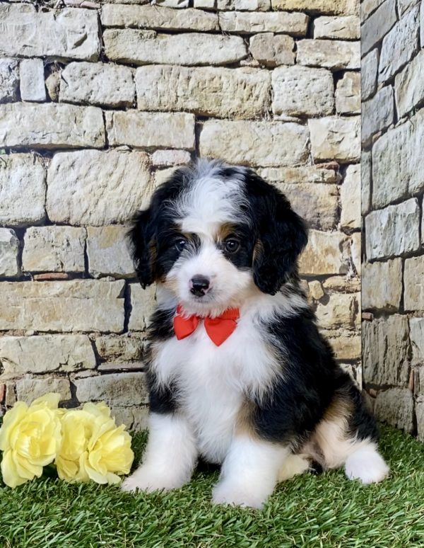 Photo of Mr. Duane the Mini-Bernedoodle puppy