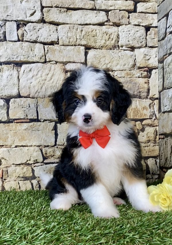 Photo of Mr. Duane the Mini-Bernedoodle puppy