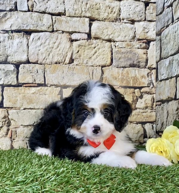 Photo of Mr. Duane the Mini-Bernedoodle puppy