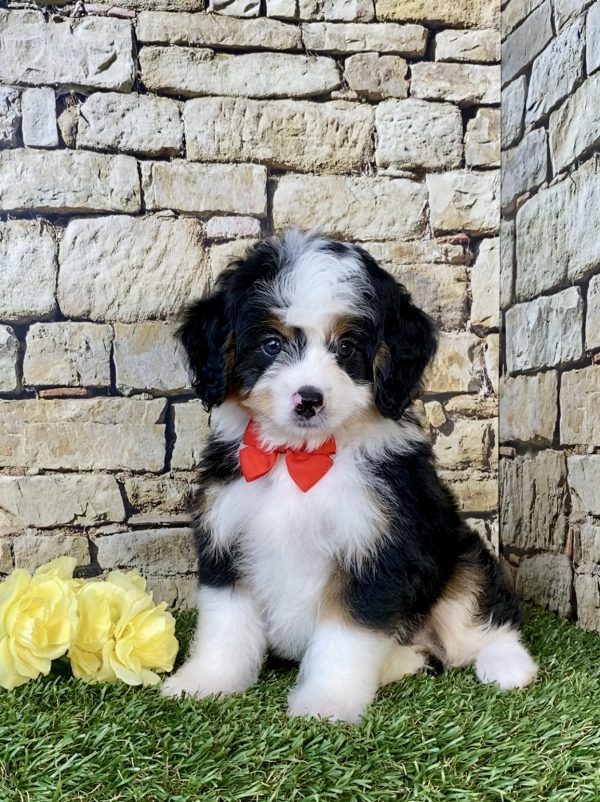 Mr. Duane the Mini-Bernedoodle puppy
