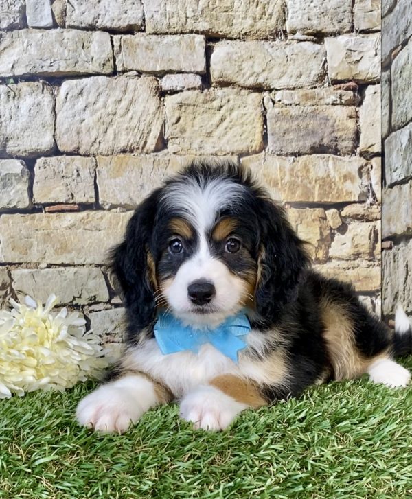 Photo of Mr. Duke the Mini-Bernedoodle puppy