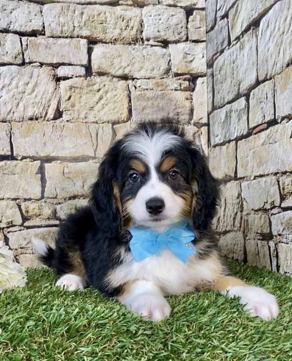 Photo of Mr. Duke the Mini-Bernedoodle puppy