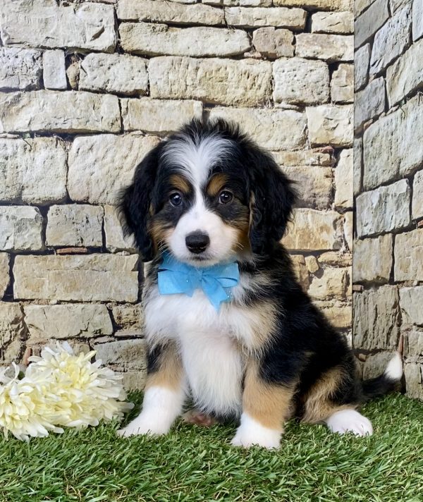 Mr. Duke the Mini-Bernedoodle puppy