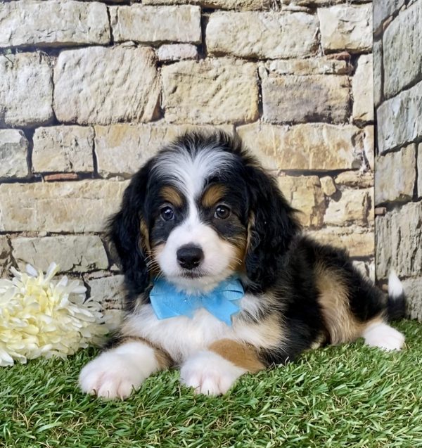 Photo of Mr. Duke the Mini-Bernedoodle puppy